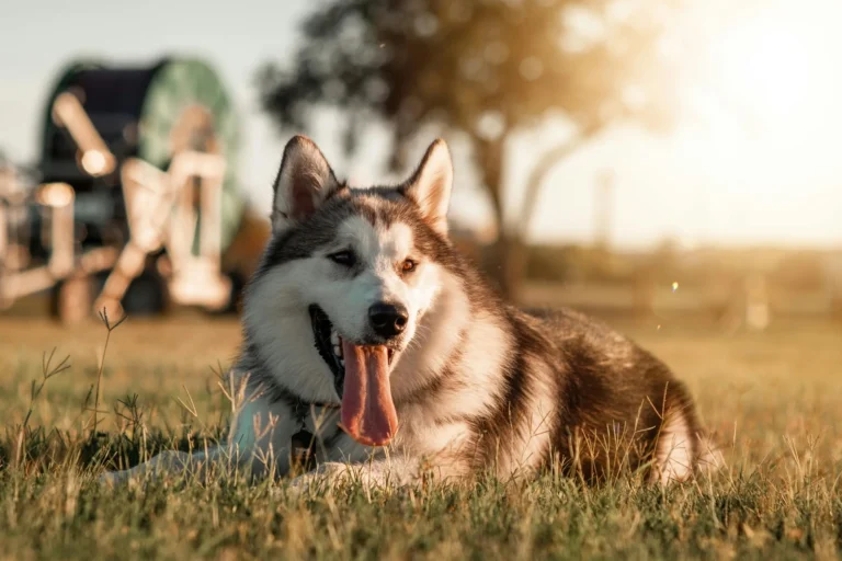 Mamurdi My Home Sanctuary Pet Park
